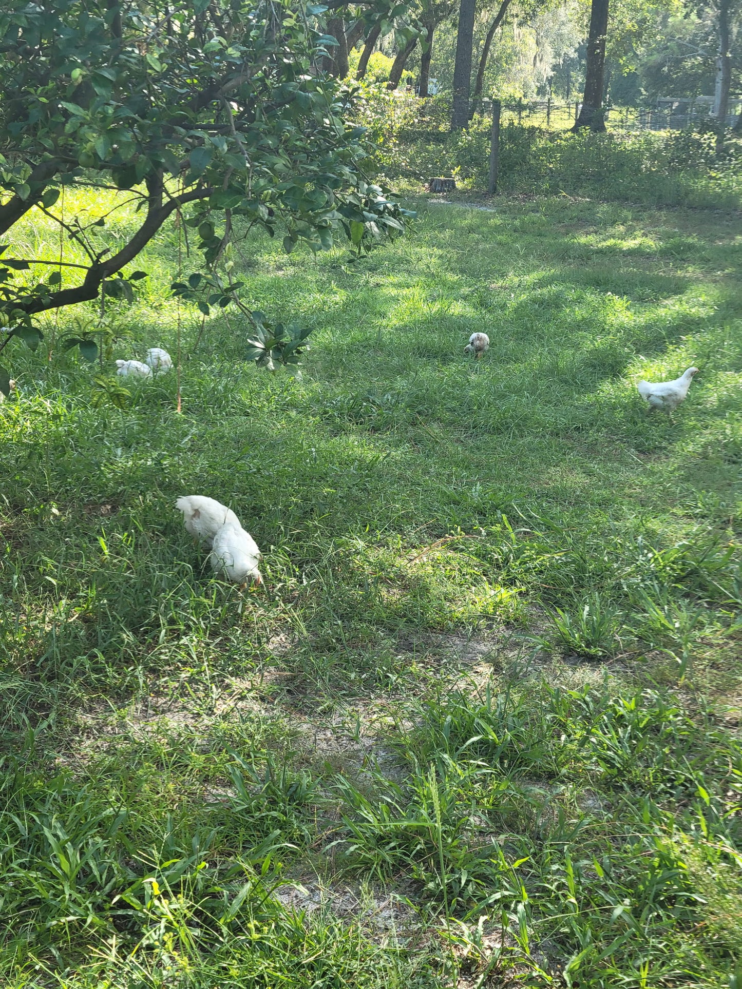 Whole Chicken - 100% Organic Pasture-Raised (FL Residents only)