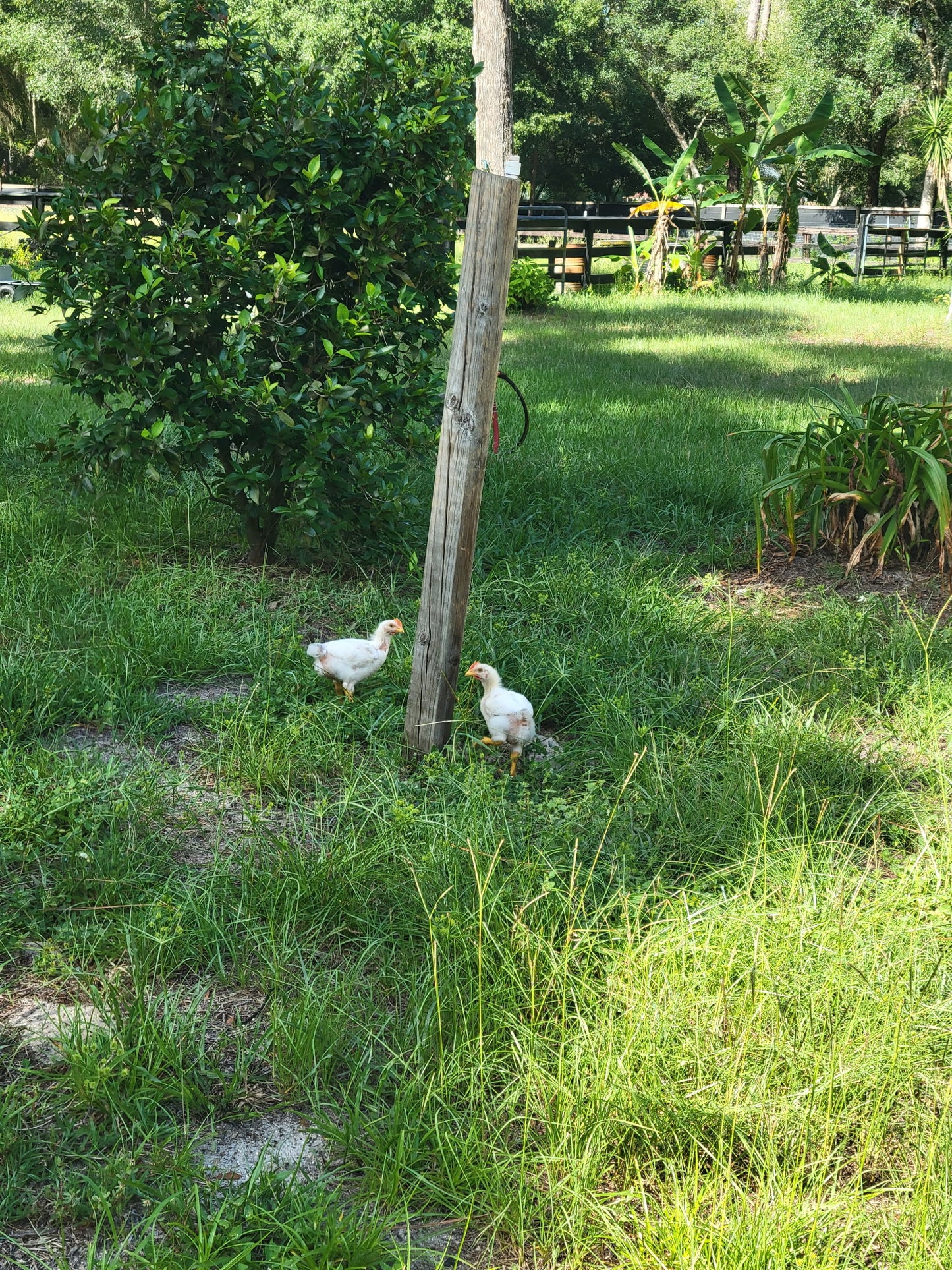 Whole Chicken - 100% Organic Pasture-Raised (FL Residents only)