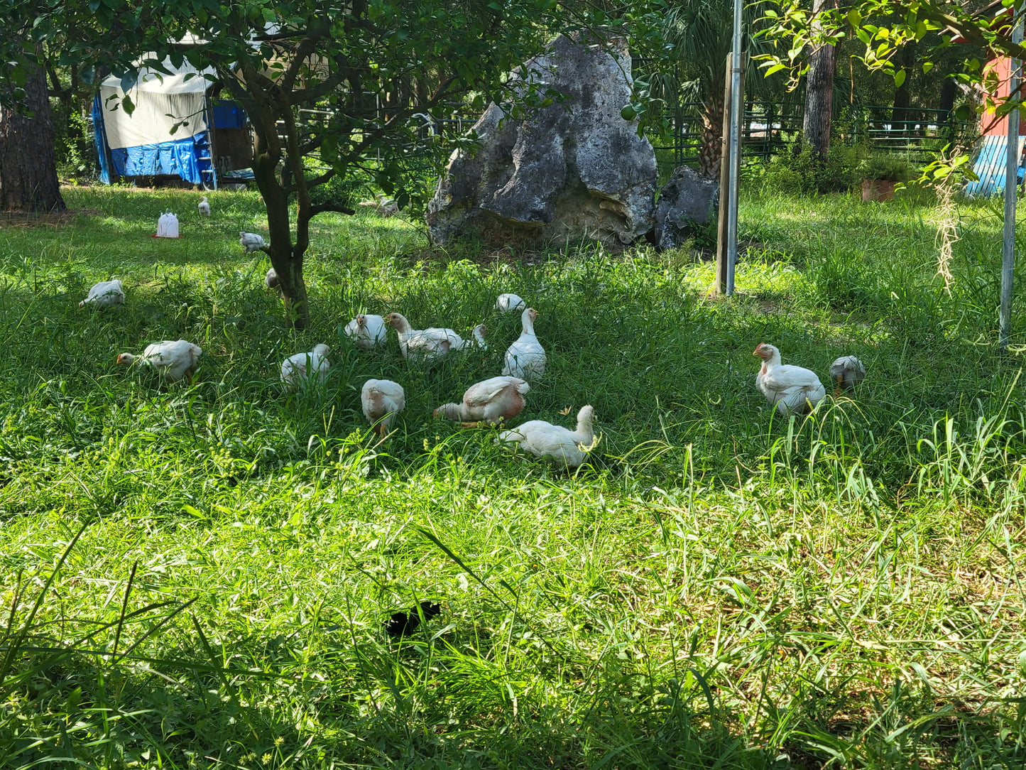 Whole Chicken - 100% Organic Pasture-Raised (FL Residents only)