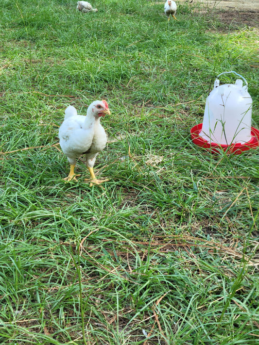 Whole Chicken - 100% Organic Pasture-Raised (FL Residents only)